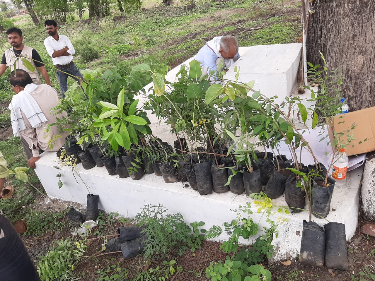 Tree Planting Campaign